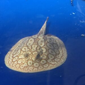 Albino Pearl Stingray Male