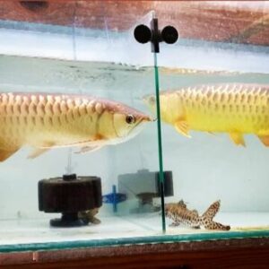 24k Golden Arowana Fish