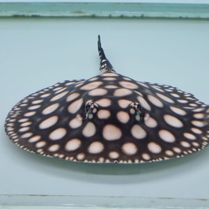 Black Diamond Stingray