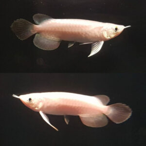 Platinum Super Red Arowana