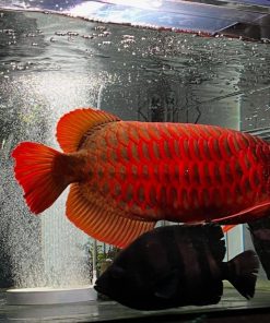 Super Red Arowana