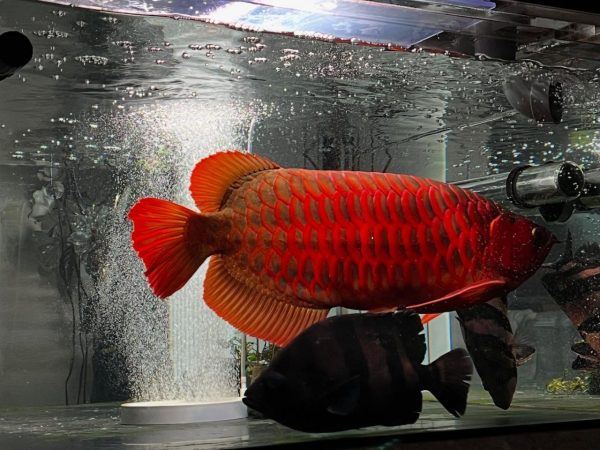 Super Red Arowana