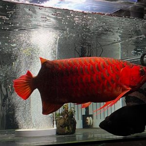 Super Red Arowana
