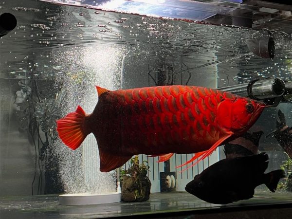 Super Red Arowana