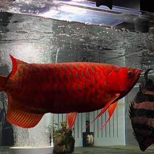 Super Red Arowana
