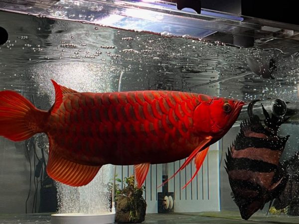 Super Red Arowana