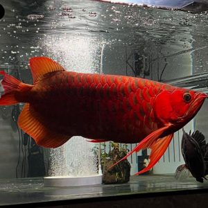 Super Red Arowana