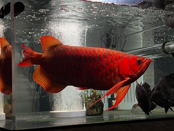 Super Red Arowana