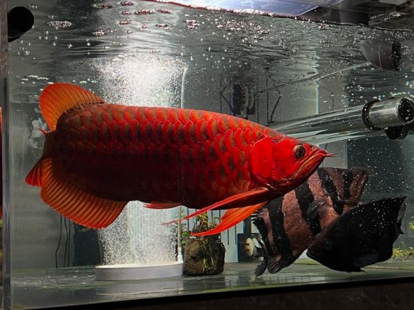 Super Red Arowana