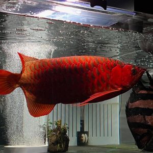 Super Red Arowana