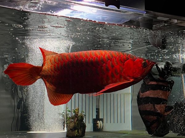 Super Red Arowana