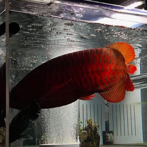 Super Red Arowana