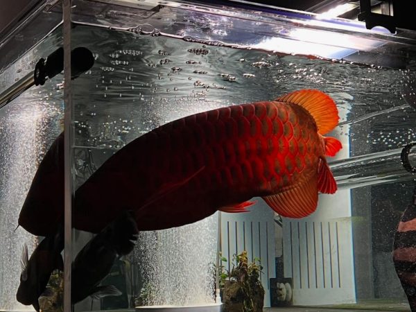 Super Red Arowana