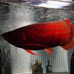 Super Red Arowana