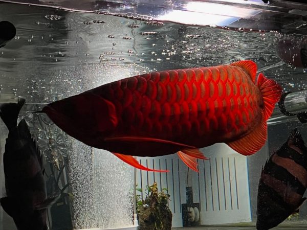 Super Red Arowana