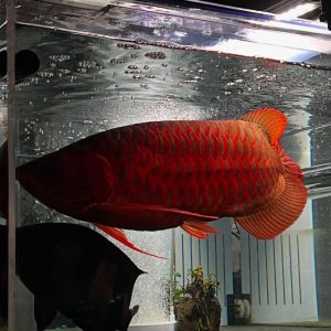 Super Red Arowana