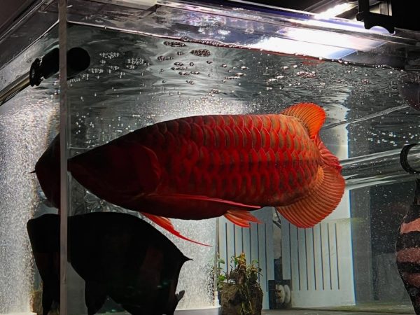 Super Red Arowana