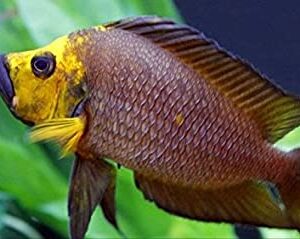 African Cichlids