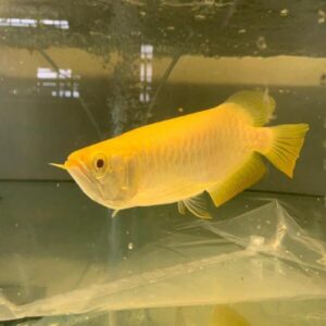 Albino Crossback Arowana