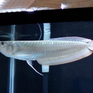 Silver Arowana