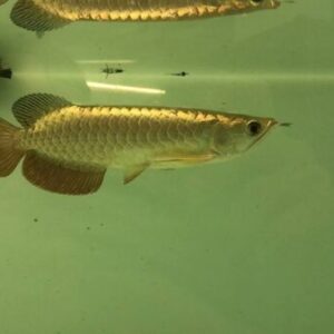 Cross Back Golden Arowana