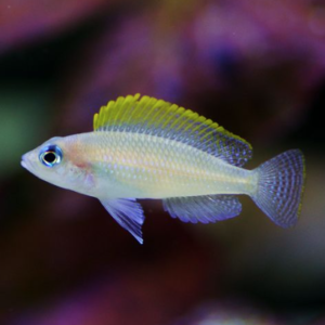 Caudopunctatus Cichlid