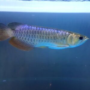 Blue Black Arowana Fish