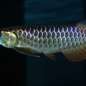 Black Arowana Fish