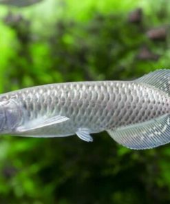 Jardini Arowana Fish – Australian Arowana
