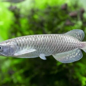 Arowana