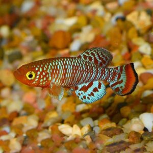 Killifish