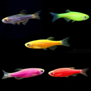 Danios/Minnows