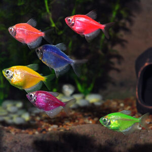 Tetras