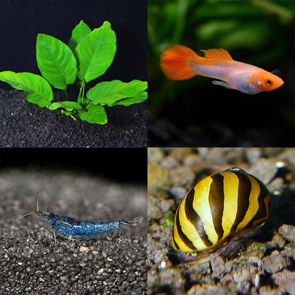 lg-113718_Beginner_Guppy_Kit Beginner Guppy Kit