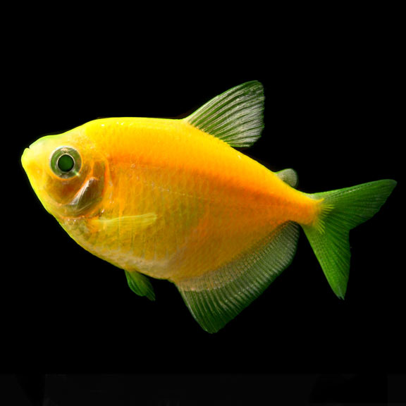 lg-glofish-sunburst-orange-tetra GloFish®, Sunburst Orange® Tetra