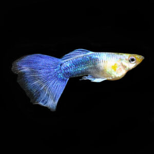 Turquoise Guppy, Male