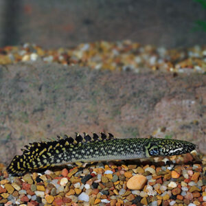 Bichir