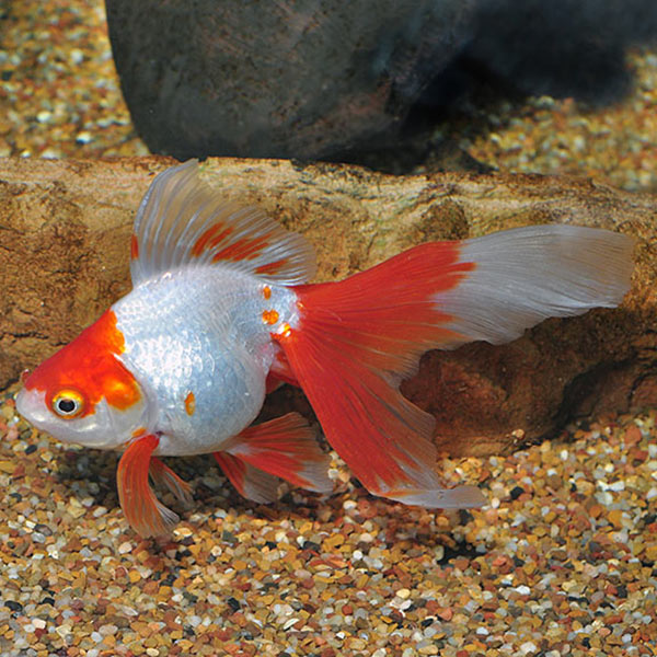 lg_89799_Assorted_Ryukin_Goldfish Ryukin Goldfish, Assorted