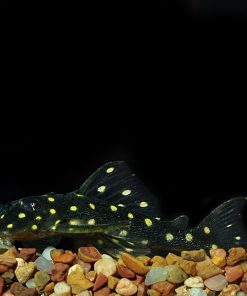 Gold Spotted (L-136) Plecostomus