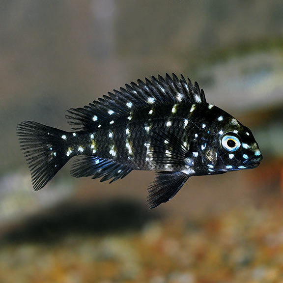 Duboisi Cichlid Duboisi Cichlid