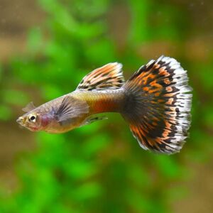 Dumbo Ear Dragon Guppy, Male