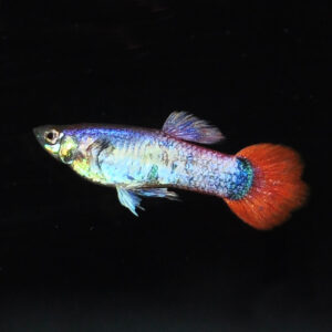 Pink Custard Guppy, Male