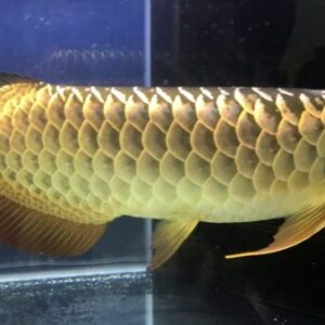 Malaysian Golden Crossback Arowana