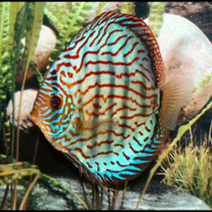 Discus