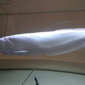 Platinum Arowana