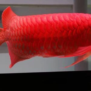 Super Red Arowana