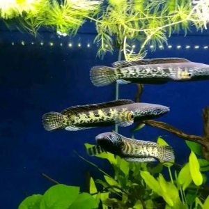 Buy Orange-spotted snakehead Fish