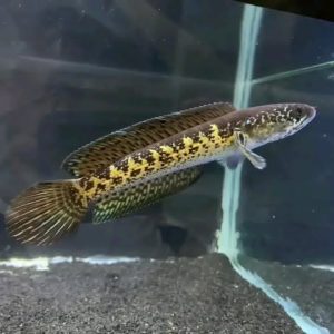 Buy Orange-spotted snakehead Fish