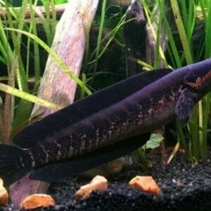 Buy Parachanna africana Fish