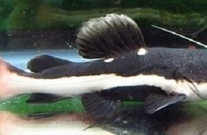 Redtail catfish